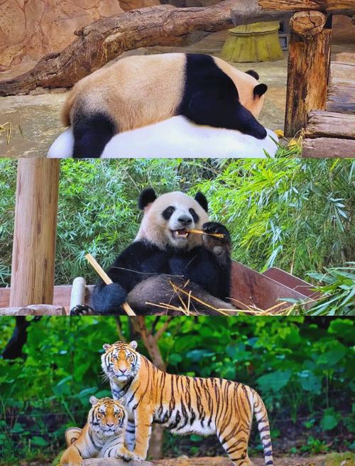 北京长隆旅游攻略2015(北京长隆文化园)